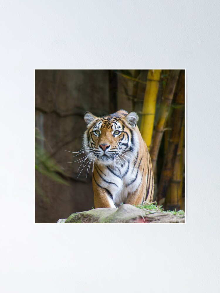 Alternate view of Tiger Poster