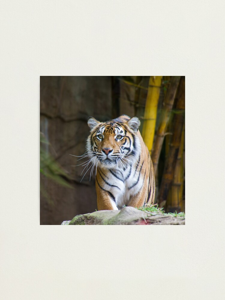 Alternate view of Tiger Photographic Print