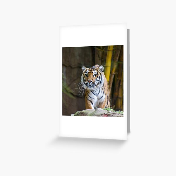 Tiger Greeting Card
