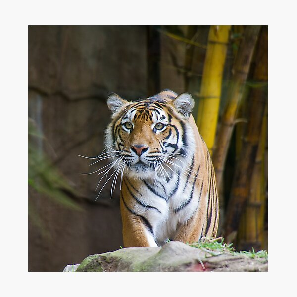Tiger Photographic Print