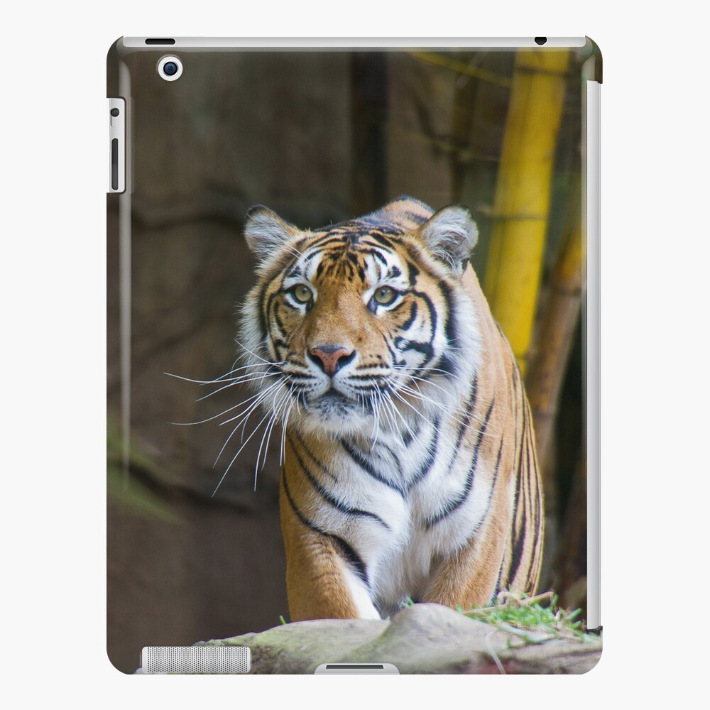 Tiger iPad Case & Skin