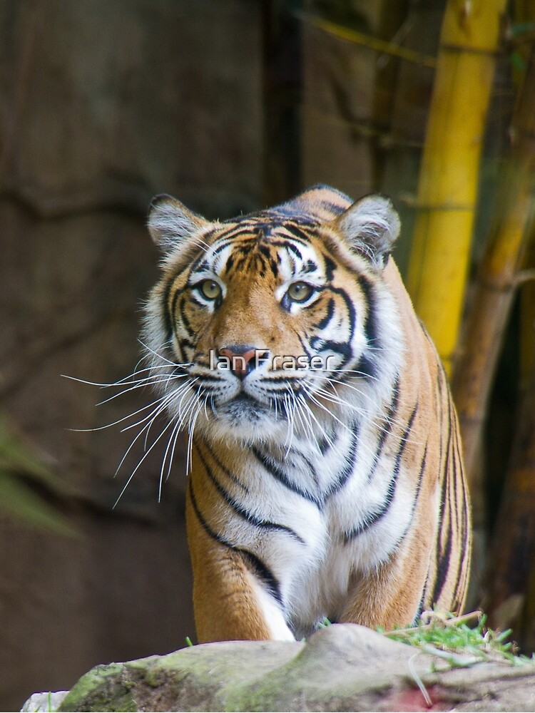 Tiger by Mowog
