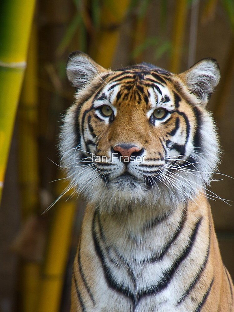 Tiger by Mowog