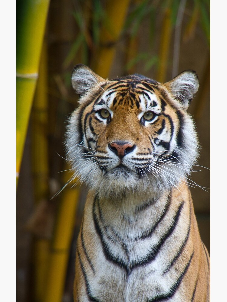 Tiger by Mowog