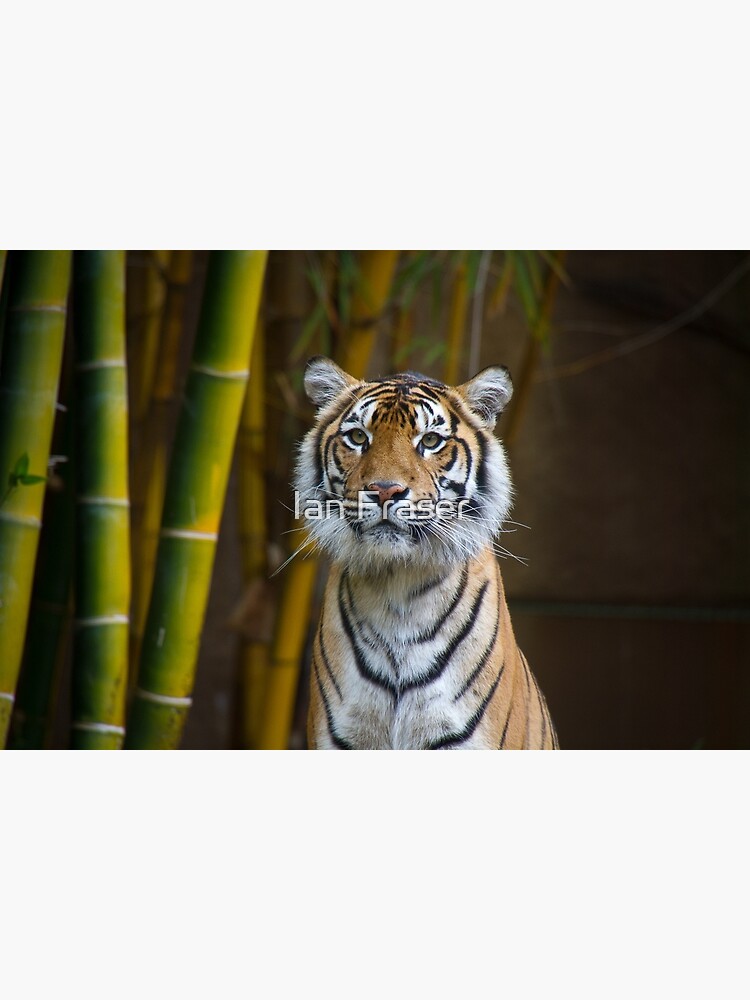 Tiger by Mowog