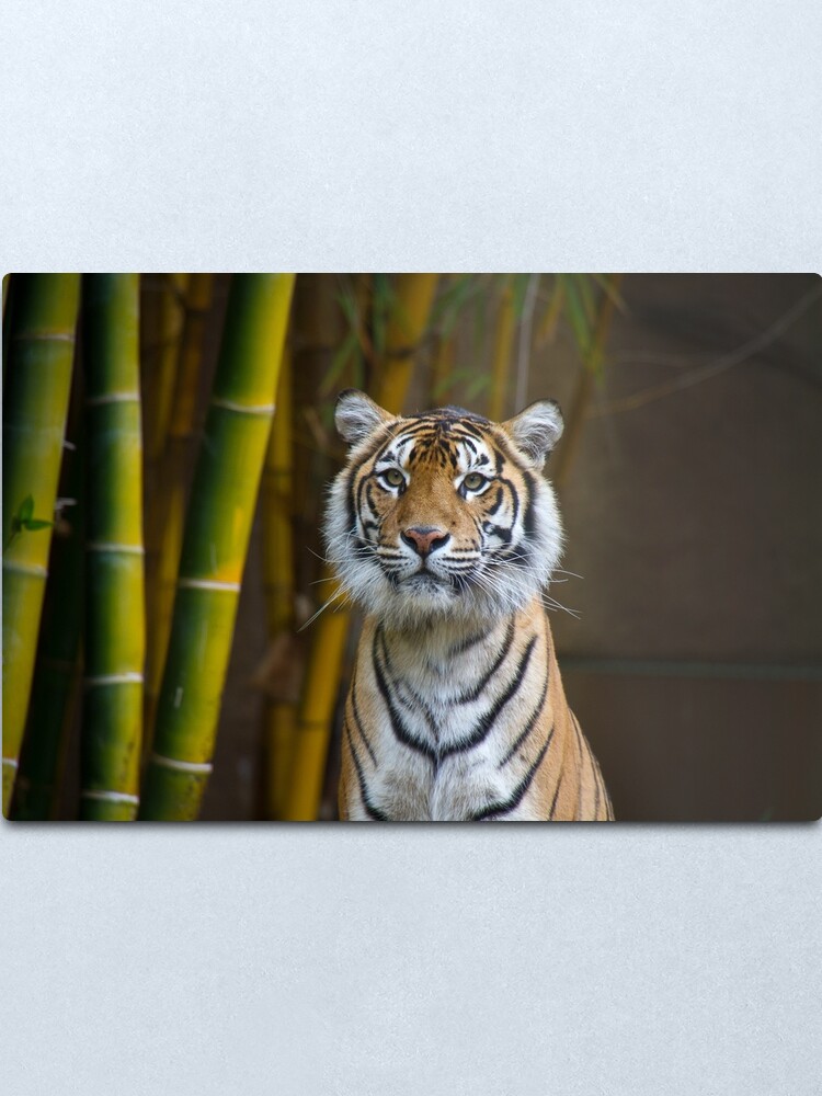 Alternate view of Tiger Metal Print