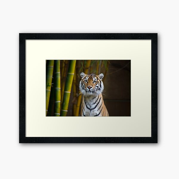 Tiger Framed Art Print