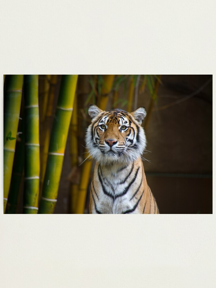 Alternate view of Tiger Photographic Print