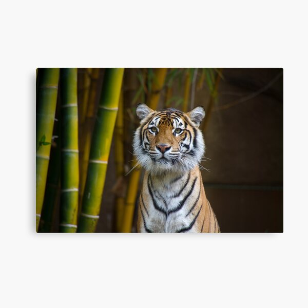 Tiger Canvas Print