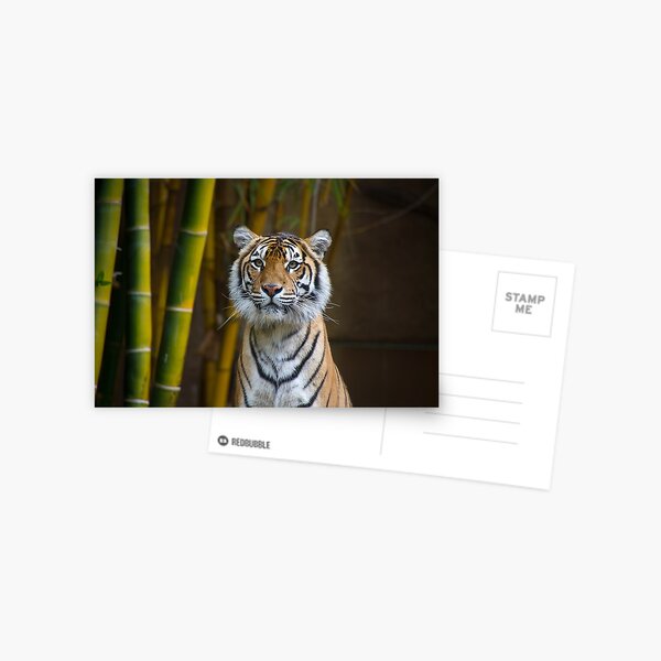 Tiger Postcard