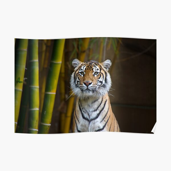 Tiger Poster