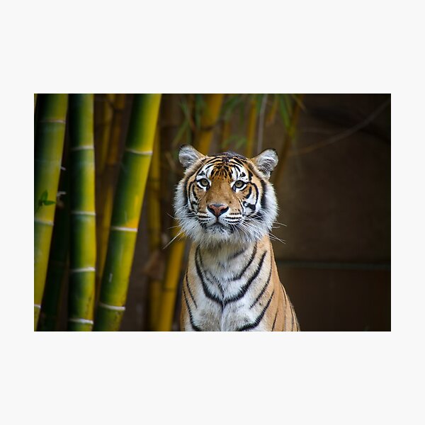 Tiger Photographic Print