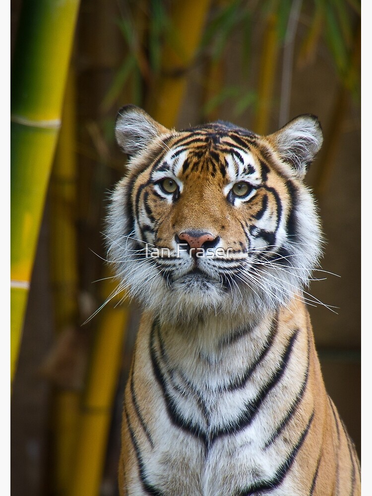 Tiger by Mowog