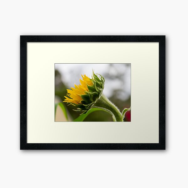 Seeking The Sun Framed Art Print