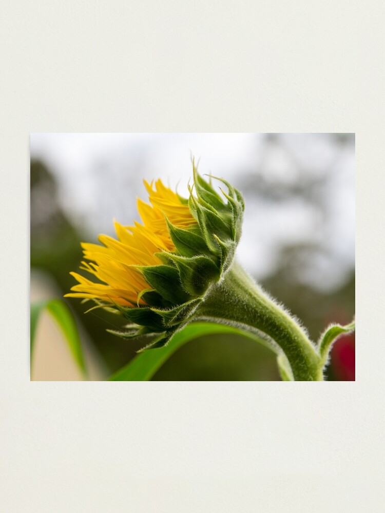 Alternate view of Seeking The Sun Photographic Print