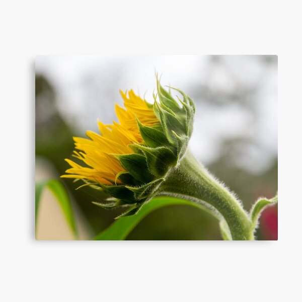 Seeking The Sun Metal Print