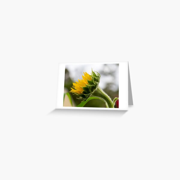 Seeking The Sun Greeting Card