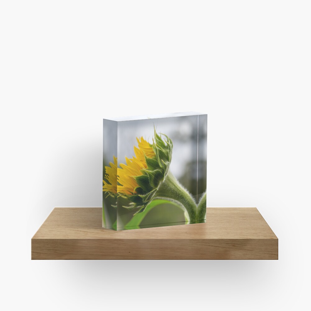 Seeking The Sun Acrylic Block