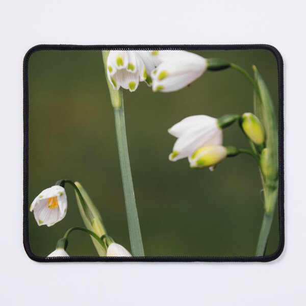 Item preview, Leucojum Aestivum ( Summer Snowflake ) flowers designed and sold by JEZ22.