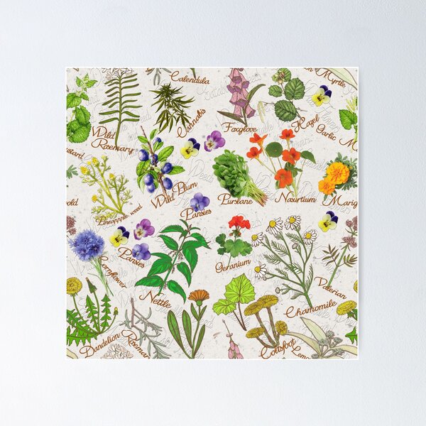 Item preview, Eatable Weeds and Wild-flowers designed and sold by NadineMay.