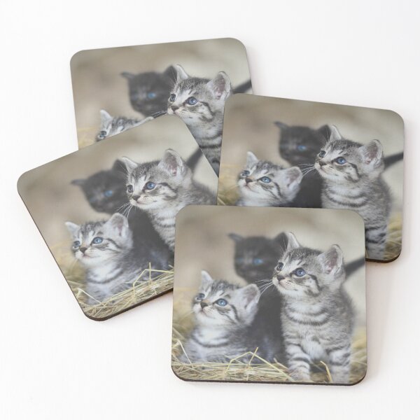 Item preview, Kitten Club designed and sold by Metaverse8.