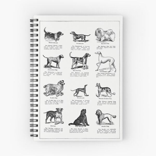 Artikelvorschau, Vintages Hunderasse-Illustrationsplakat entworfen und verkauft von hui-wen kuo.