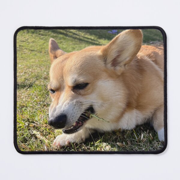 Item preview, A hungry corgi designed and sold by willy92.