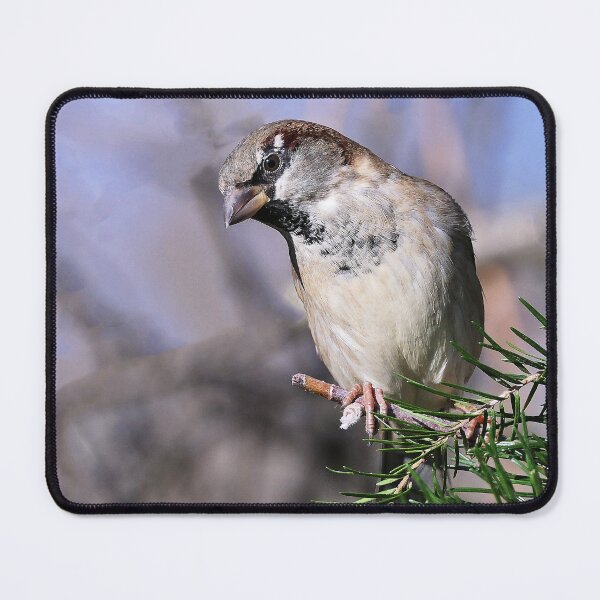 Item preview, r682/ Un Amour de Moineau   " Les Oiseaux du jardin " simply life " to Okaio Créations - Olavia-Olao  designed and sold by o.okaïo.