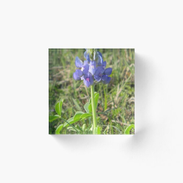Young Bluebonnet - best viewed larger Acrylic Block