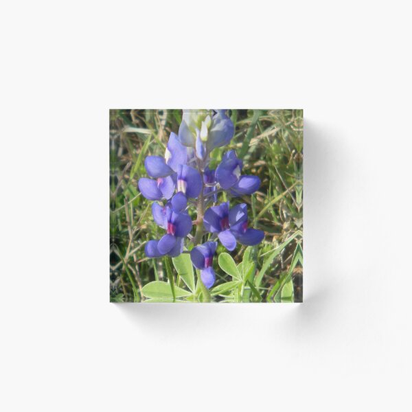 Bluebonnet - best viewed larger Acrylic Block