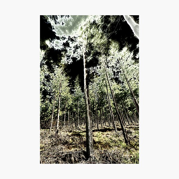 Item preview, forest designed and sold by studiofascino.