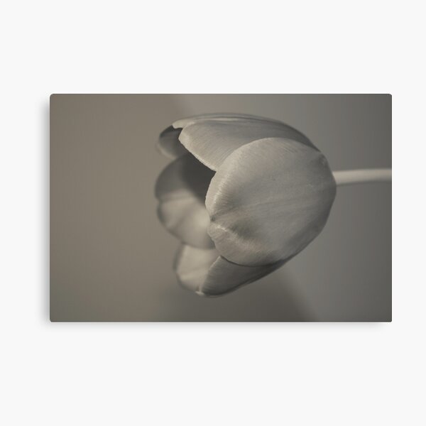 Tulpe1 Metallbild