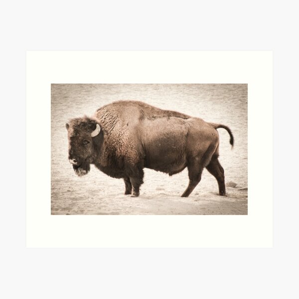 Item preview, Vintage Buffalo designed and sold by brotbackgeraet.