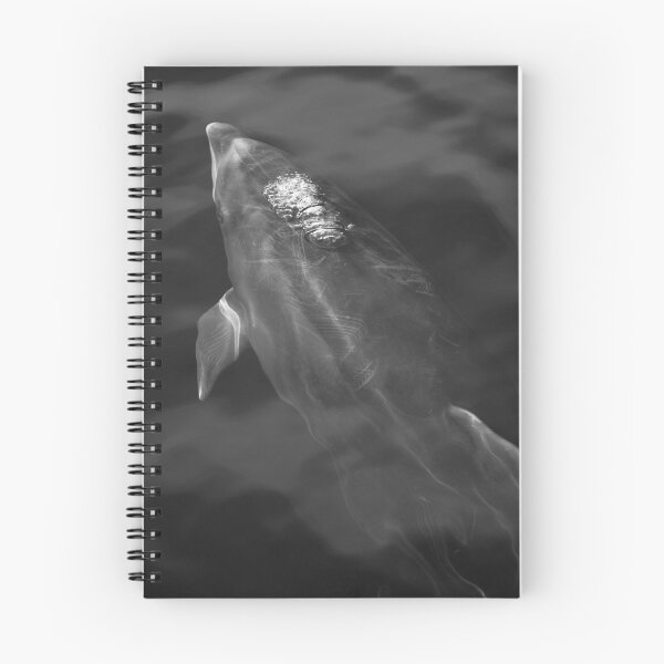 Item preview, Black and white bottlenose dolphin designed and sold by Chloé Yzoard.