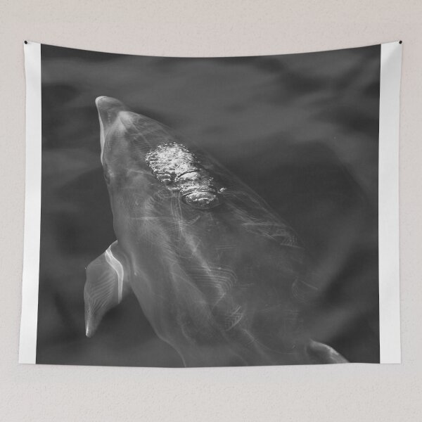 Item preview, Black and white bottlenose dolphin designed and sold by Chloé Yzoard.