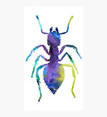 Ant Photographic Print
