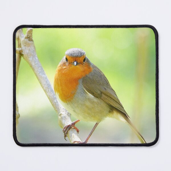 Item preview, “ Inquisitive Robin “ designed and sold by Richard Couchman.