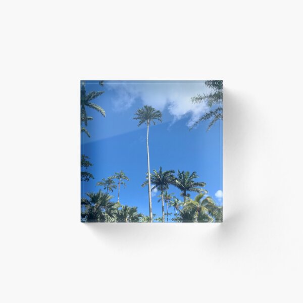 Item preview, Stretching Palm Trees in Oahu Hawaii designed and sold by Designsbyshell.