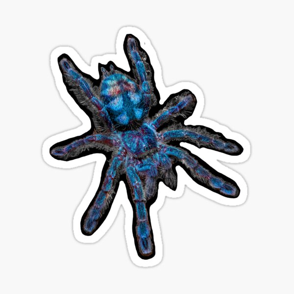Item preview, Blue Tarantula Spider Antilles pinktoe Caribena Versicolor designed and sold by abowlofsoda.
