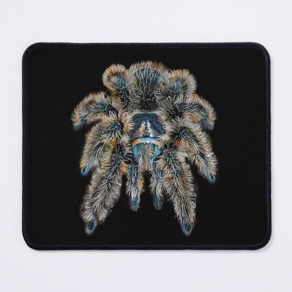 Item preview, Curly Hair Wooly Tarantula Spider designed and sold by abowlofsoda.