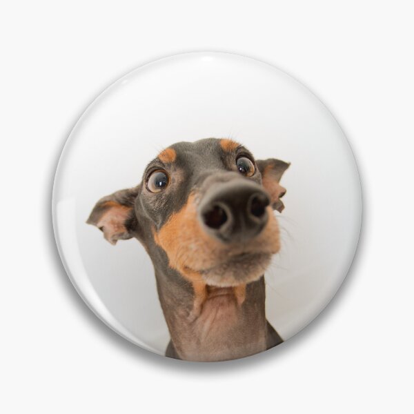 Item preview, Desi merch Dog image  designed and sold by Desi  Merch.