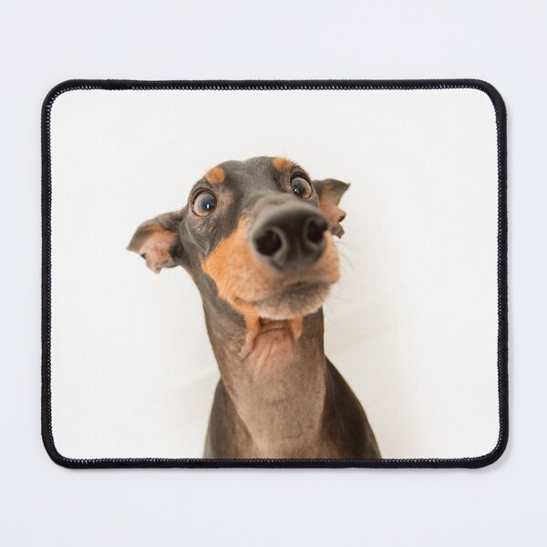 Item preview, Desi merch Dog image  designed and sold by Desi  Merch.