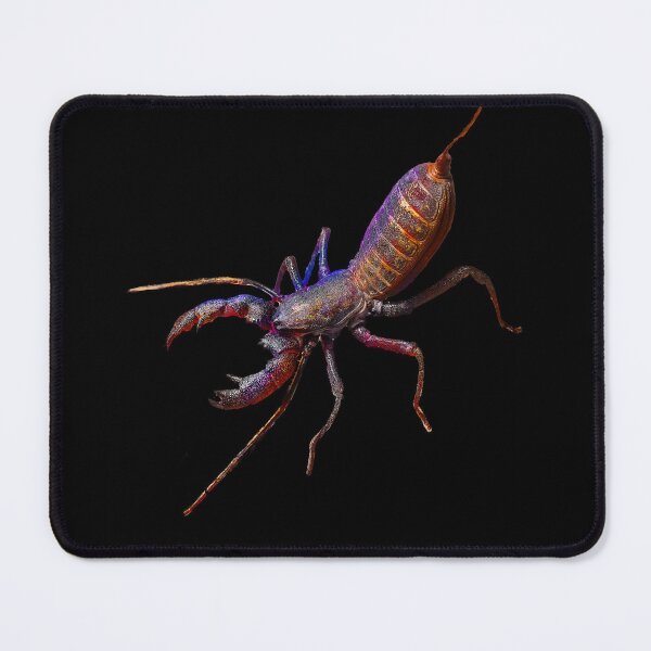 Item preview, Vinegaroon Thelyphonida Whip Scorpion designed and sold by abowlofsoda.