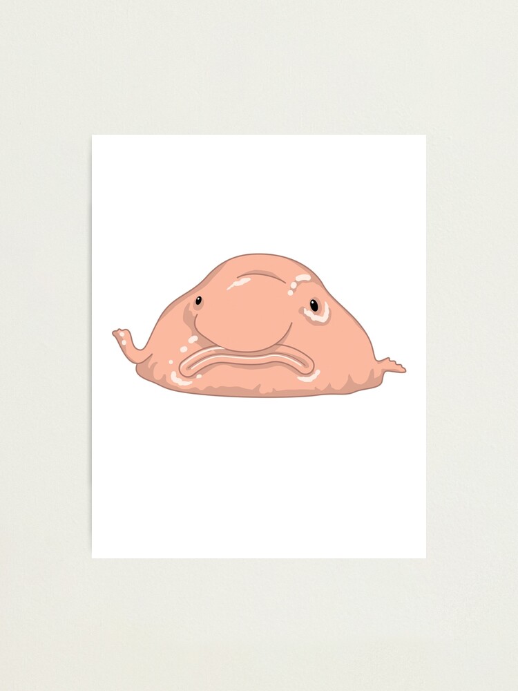 Blob Fish Funny Face Fish | Photographic Print