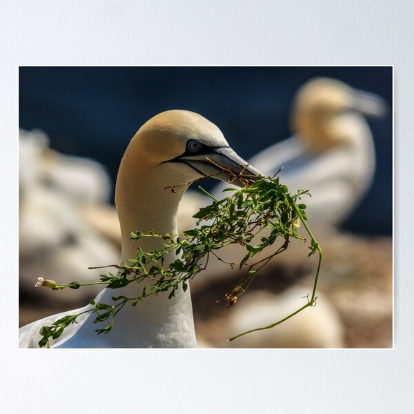 Item preview, Gannet designed and sold by John Murphy.