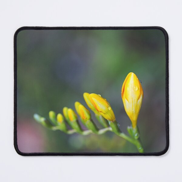 Item preview, Freesia Yellow Opening Hand designed and sold by Joy Watson - Natural Light Photography .