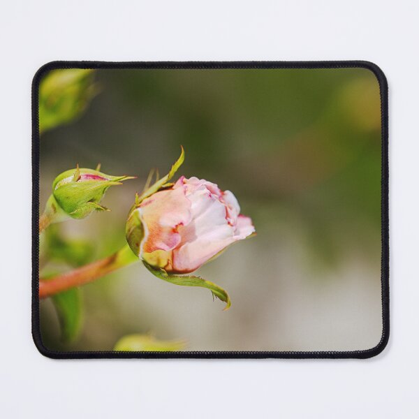 Item preview, Fresh Scent Of Rose Buds designed and sold by Joy Watson - Natural Light Photography .