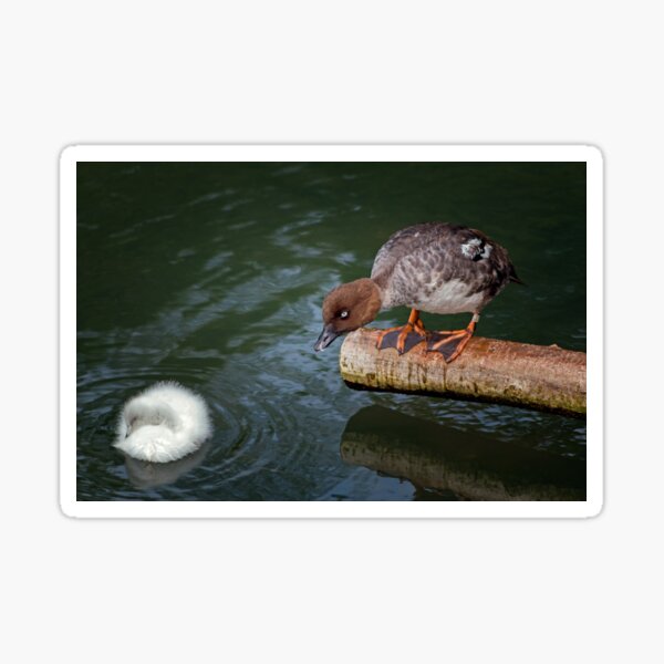watching the cygnet. Sticker