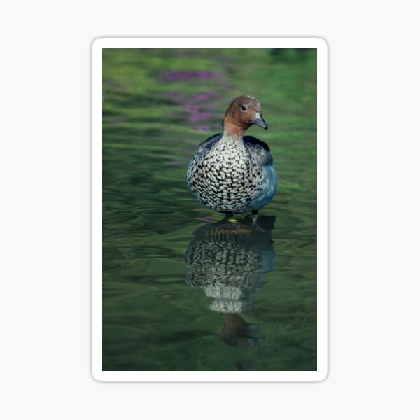 Australian Wood Duck Sticker