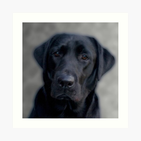 Black Labrador Art Print